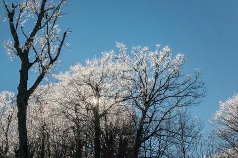Sun Rays Through the Icy Covered Trees in Winter After a Snow Storm Stock Photos