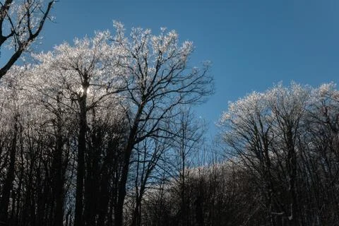 Sun Rays Through the Icy Covered Trees in Winter After a Snow Storm Stock Photos