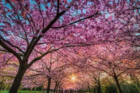 Sun rays through a lavish, pink flowers blanket underneath a sakura cherry alley Foto stock