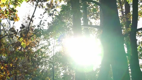 Sun rays through leaves and trees Stock Footage 261259854