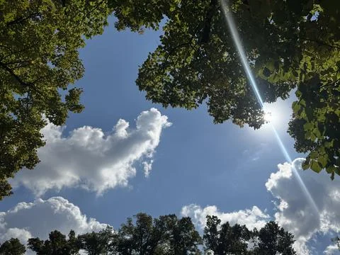 Sun Rays Through Leaves with Blue Sky. Stock Photos