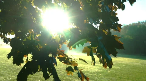 Sun rays through leaves as camera moves down Stock Footage 55151216