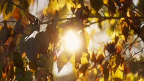 Sun rays through leaves. Cinematic color grade slow-motion lens flares. Stock Footage 221755791