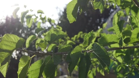 Sun rays through the leaves Stock Footage 93940175