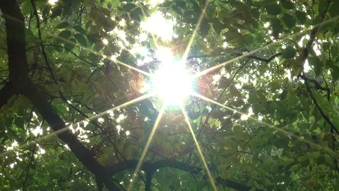 Sun Rays Through Leaves Stock Footage 99924960