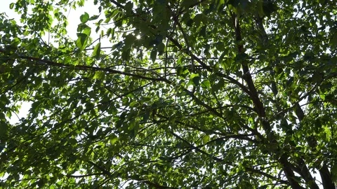 Sun rays through leaves Stock Footage 114715626