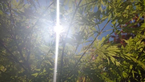 Sun rays through the Leaves Stock Footage 128701748