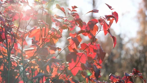 Sun rays through the leaves Stock Footage 165358929