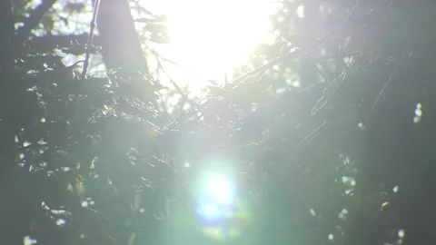 Sun rays through the leaves Vídeos de archivo 269828670