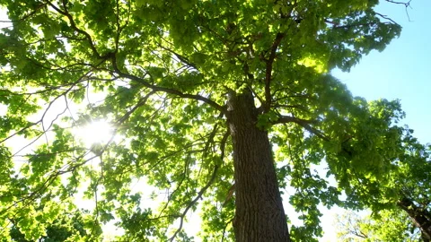 Sun rays through the leaves Stock Footage 283911790