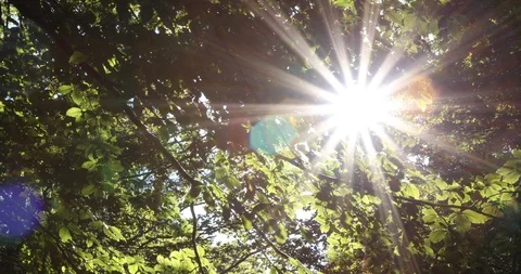 Sun rays through leaves in forest Stock Footage 96121023