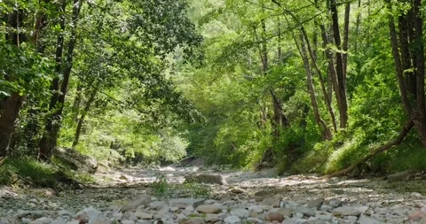 Sun rays through leaves green deciduous forest Stock Footage 137649390
