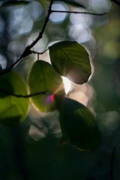 Sun rays through leaves, hexagonal bokeh Stock Photos
