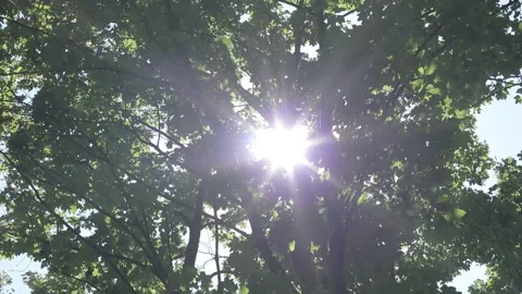 Sun Rays Through the Leaves of Oak Trees Video stock 241322730