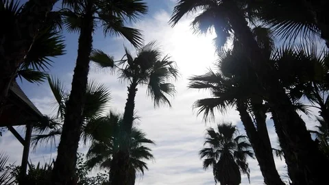 Sun rays through the leaves of a palm tree Stock Footage 80022798