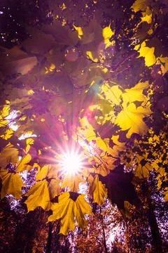 Sun rays through leaves Foto stock