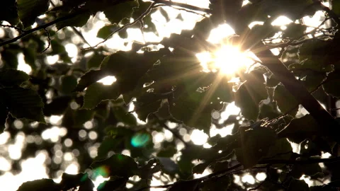 Sun rays through the leaves of a tree Stock Footage 97999719