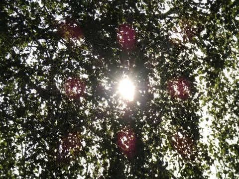 Sun Rays Through Leaves of a Tree Stock Photos
