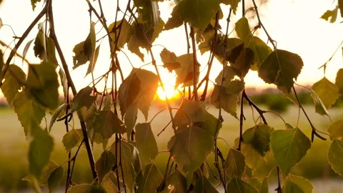Sun rays through the leaves of trees. Beautiful sunset. A picturesque place in Stock Footage 119817143