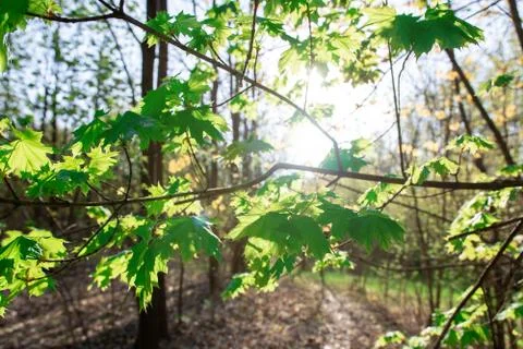 Sun rays through the leaves of trees. beautiful summer or spring landscape. Stock Photos
