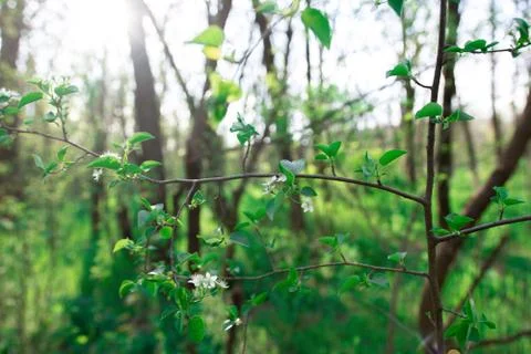 Sun rays through the leaves of trees. beautiful summer or spring landscape. Foto stock