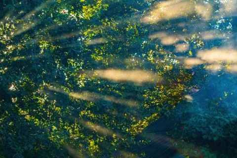 Sun rays through the leaves of trees Foto stock