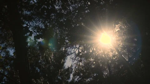 Sun rays through the leaves in the wind. Stock-Footage 114824426
