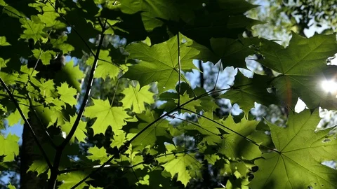 Sun Rays Through Maple Leaves In Sunny Spring Day Stock Footage 90415368