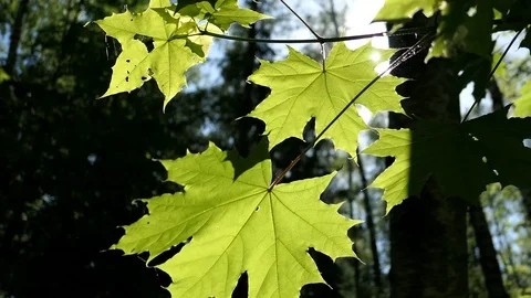 Sun Rays Through Maple Leaves In Sunny Spring Day Stock Footage 90415563