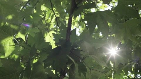 Sun Rays Through Maple Leaves Stock Footage 241322458
