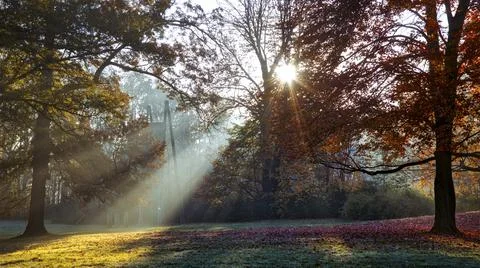 Sun rays through the maple trees on a foggy morning Stock Photos