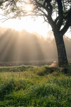 Sun rays through the mist and a plush bear Stock Photos