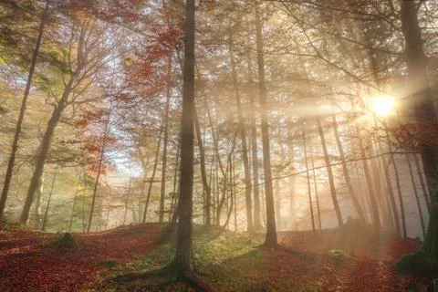 Sun rays through a misty autumn forest Stock Photos