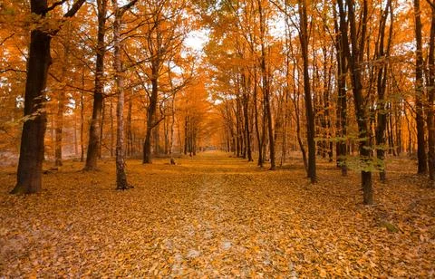 Sun Rays Through Misty Autumn Woods Along Serene Path Stock Photos