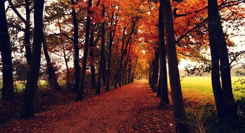 Sun Rays Through Misty Autumn Woods Along Serene Path Stock Photos