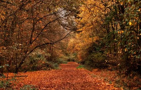 Sun Rays Through Misty Autumn Woods Along Serene Path Stock Photos