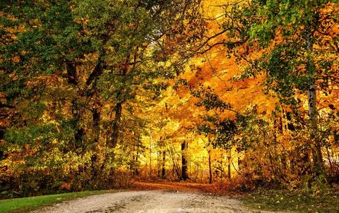 Sun Rays Through Misty Autumn Woods Along Serene Path Stock Photos