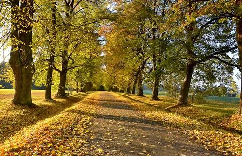 Sun Rays Through Misty Autumn Woods Along Serene Path Stock Photos