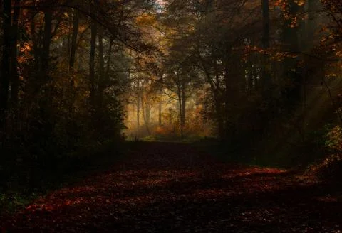 Sun Rays Through Misty Autumn Woods Along Serene Path Stock Photos