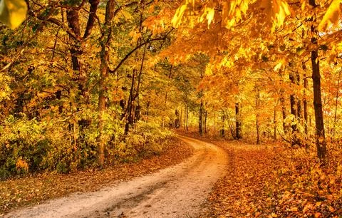 Sun Rays Through Misty Autumn Woods Along Serene Path Stock Photos