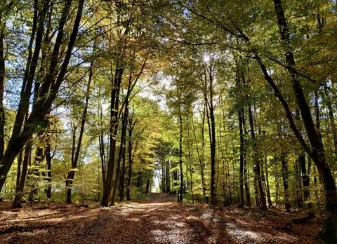 Sun Rays Through Misty Autumn Woods Along Serene Path Stock Photos