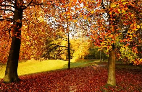 Sun Rays Through Misty Autumn Woods Along Serene Path Stock Photos