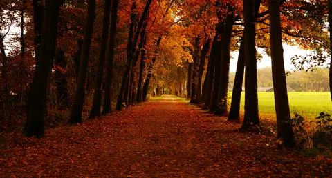 Sun Rays Through Misty Autumn Woods Along Serene Path Stock Photos