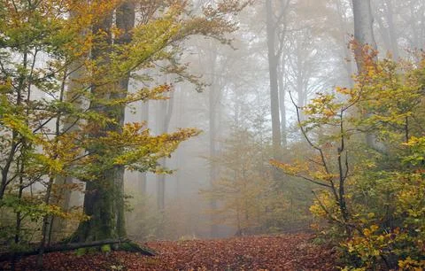Sun Rays Through Misty Autumn Woods Along Serene Path Stock Photos