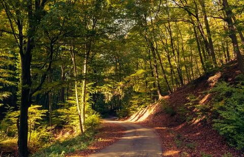 Sun Rays Through Misty Autumn Woods Along Serene Path Stock Photos