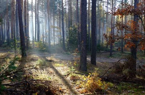 Sun Rays Through Misty Autumn Woods Along Serene Path Stock Photos