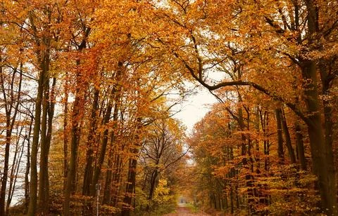 Sun Rays Through Misty Autumn Woods Along Serene Path Stock Photos