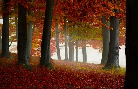 Sun Rays Through Misty Autumn Woods Along Serene Path Stock Photos