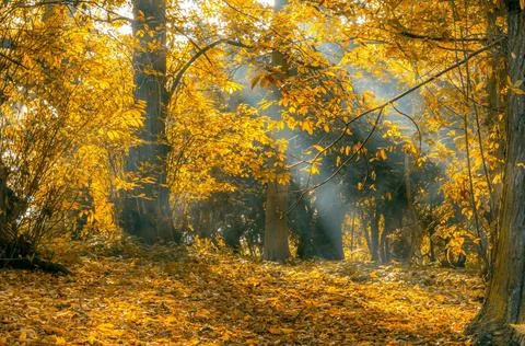 Sun Rays Through Misty Autumn Woods Along Serene Path Stock Photos