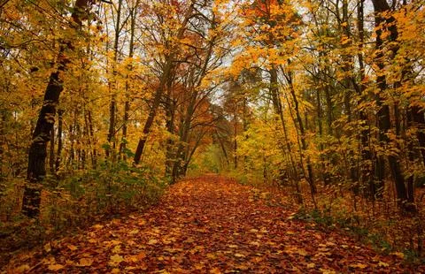 Sun Rays Through Misty Autumn Woods Along Serene Path Stock Photos